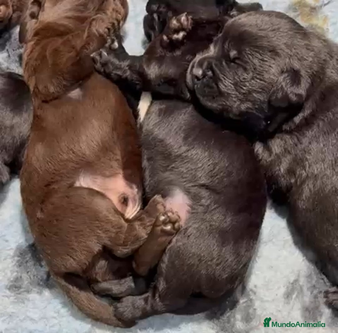 Labrador Retriever perros en venta: Cachorros de Labrador Retriever  - Anuncio 5