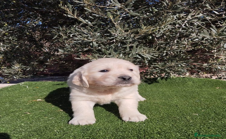 Golden Retriever perros - Anuncio 4