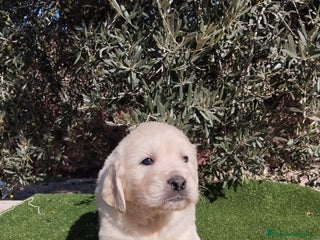 Golden Retriever perros - Anuncio 25