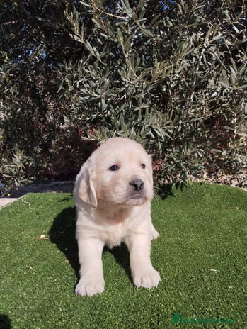 Golden Retriever perros - Anuncio 4