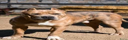 American Pit Bull Terrier perros en venta: American pitbull terrier  - Anuncio 3