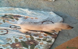 Labrador Retriever perros en venta: Labrador retriever  - Imagen 9