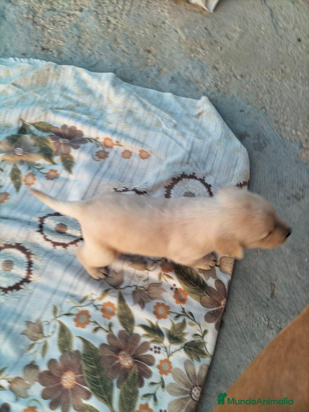 Labrador Retriever perros en venta: Labrador retriever  - Imagen 9