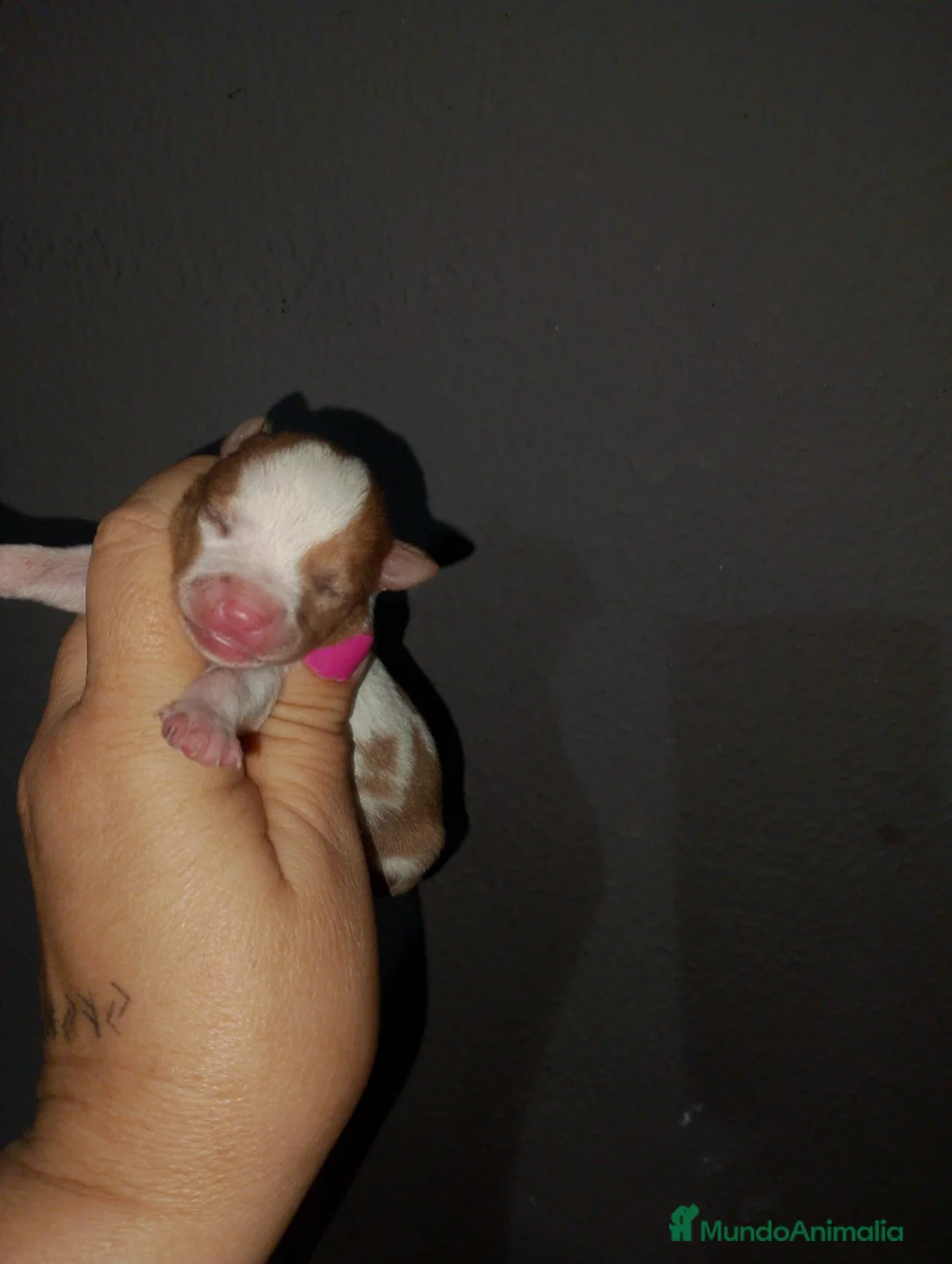 Chihuahua perros en venta: Solo quedan ya dos machos para reservar  - Anuncio 2