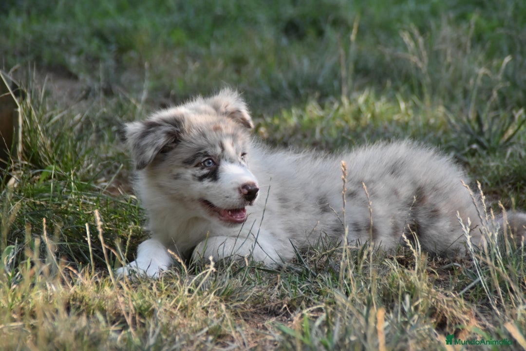 Border Collie perros en venta: MACHO rojo mirlo de Border Collie - Imagen 17