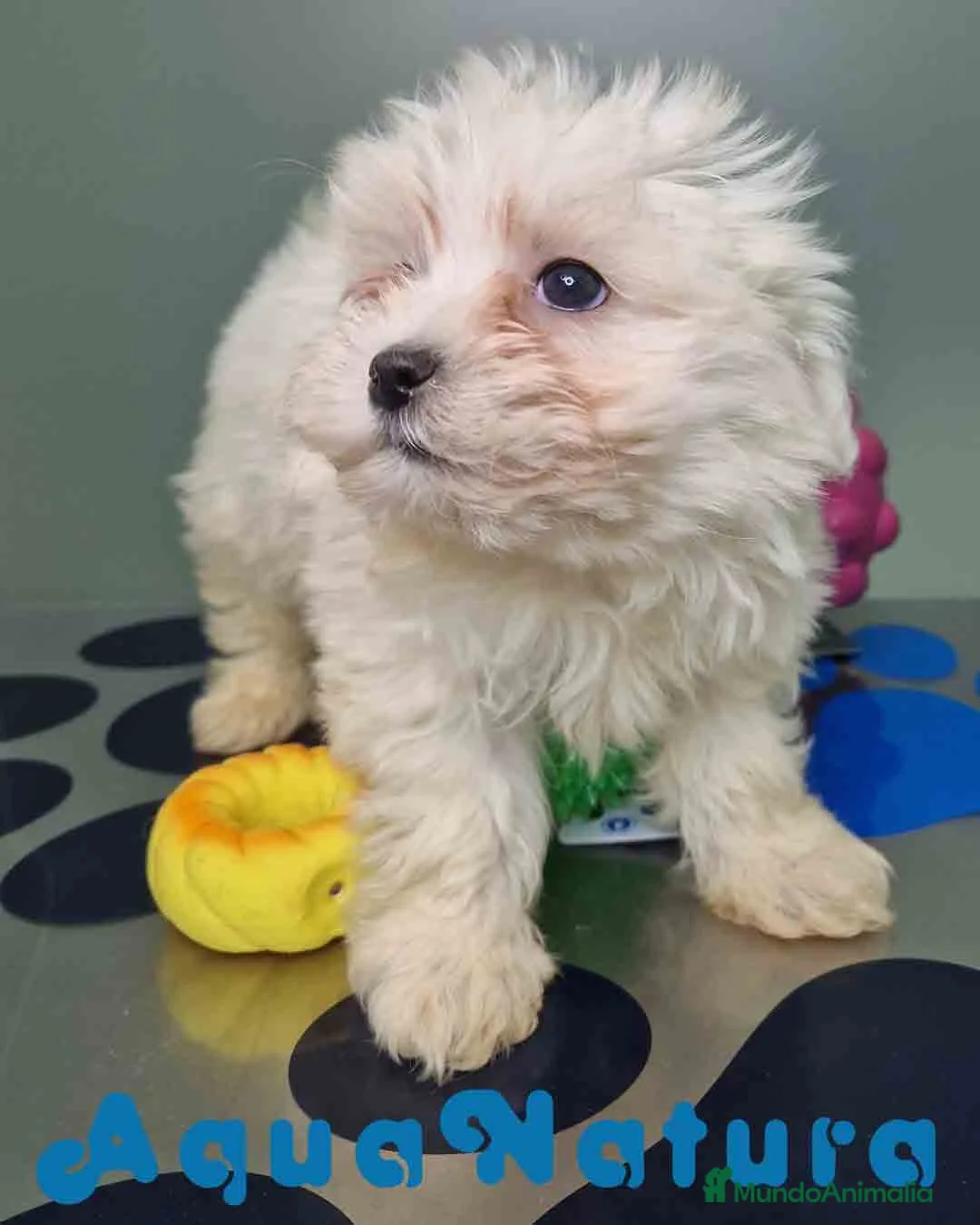 Bichón Maltés perros en venta: Bichon Maltes Hembra 1 AQUANATURA - Anuncio 10