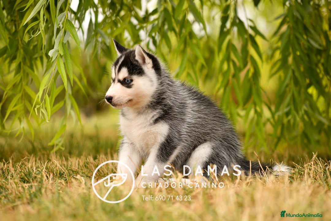 Husky Siberiano perros en venta: Husky siberiano disponibles - Imagen 8