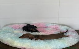 Teckel Miniatura perros en venta: TECKEL MINIATURAS SELECCIÓN  - Imagen 1