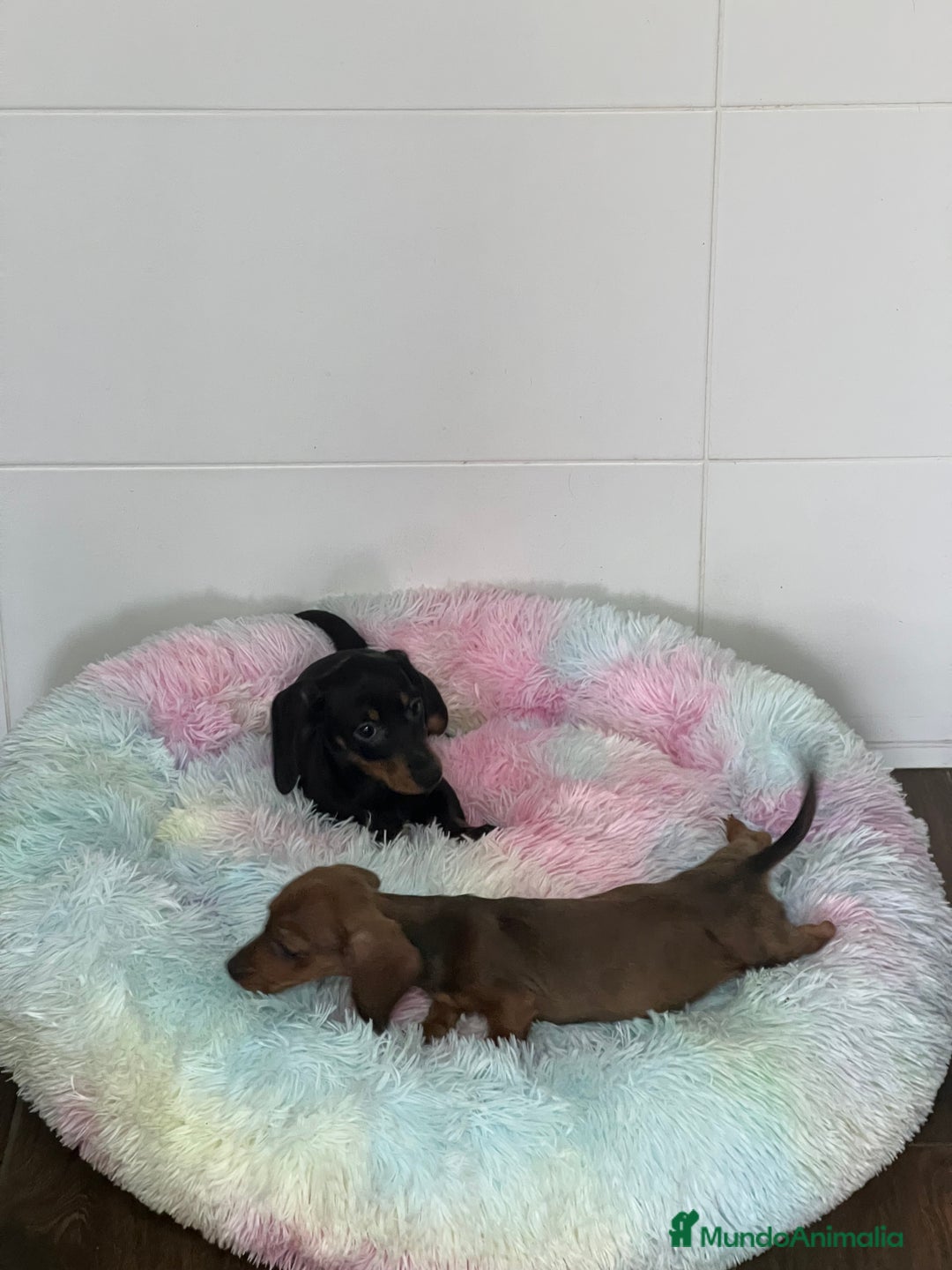 Teckel Miniatura perros en venta: TECKEL MINIATURAS SELECCIÓN  - Imagen 1