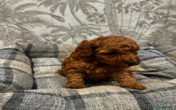 Caniche Toy perros en venta: Caniche toy rojo - Imagen 3