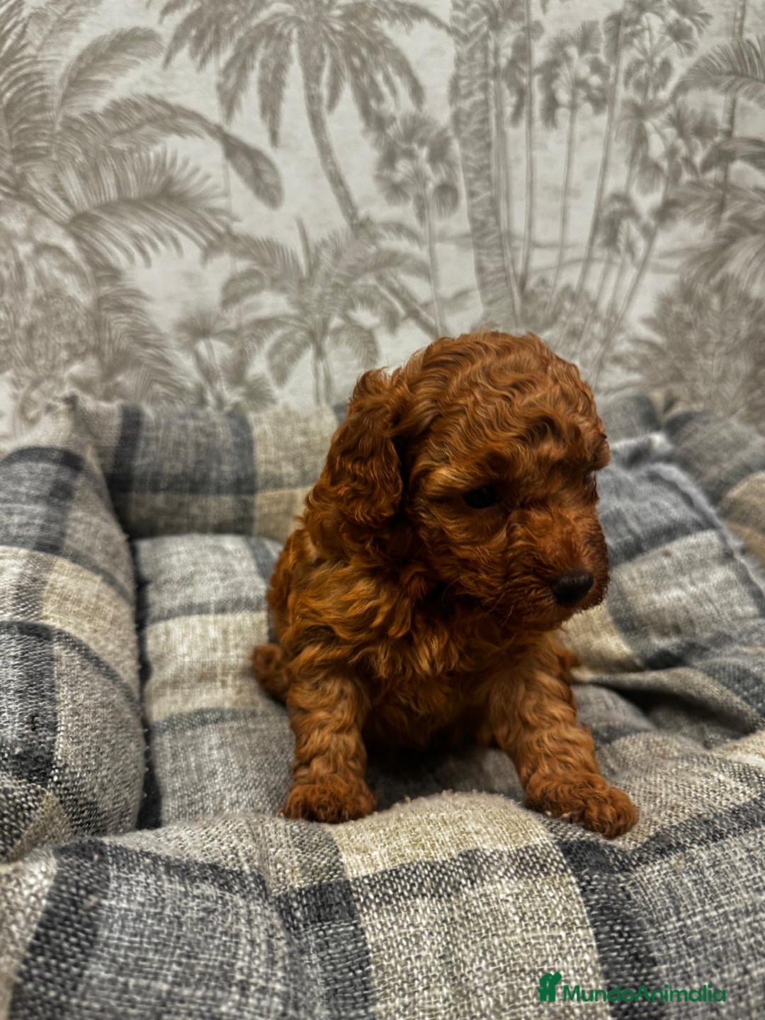 Caniche Toy perros en venta: Caniche toy rojo - Imagen 3