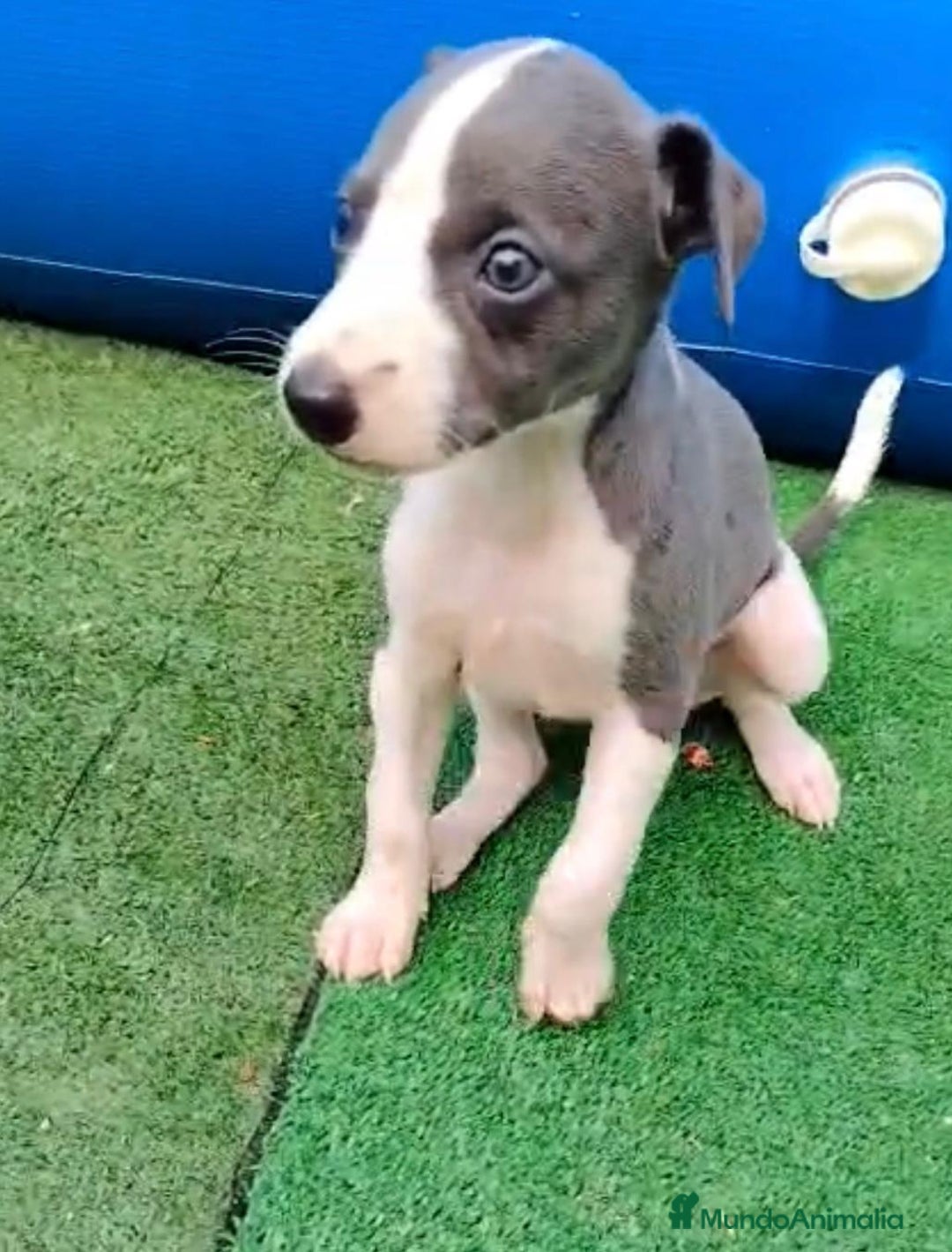 Whippet perros en venta: Whippet blue, isabela verdino - Imagen 9