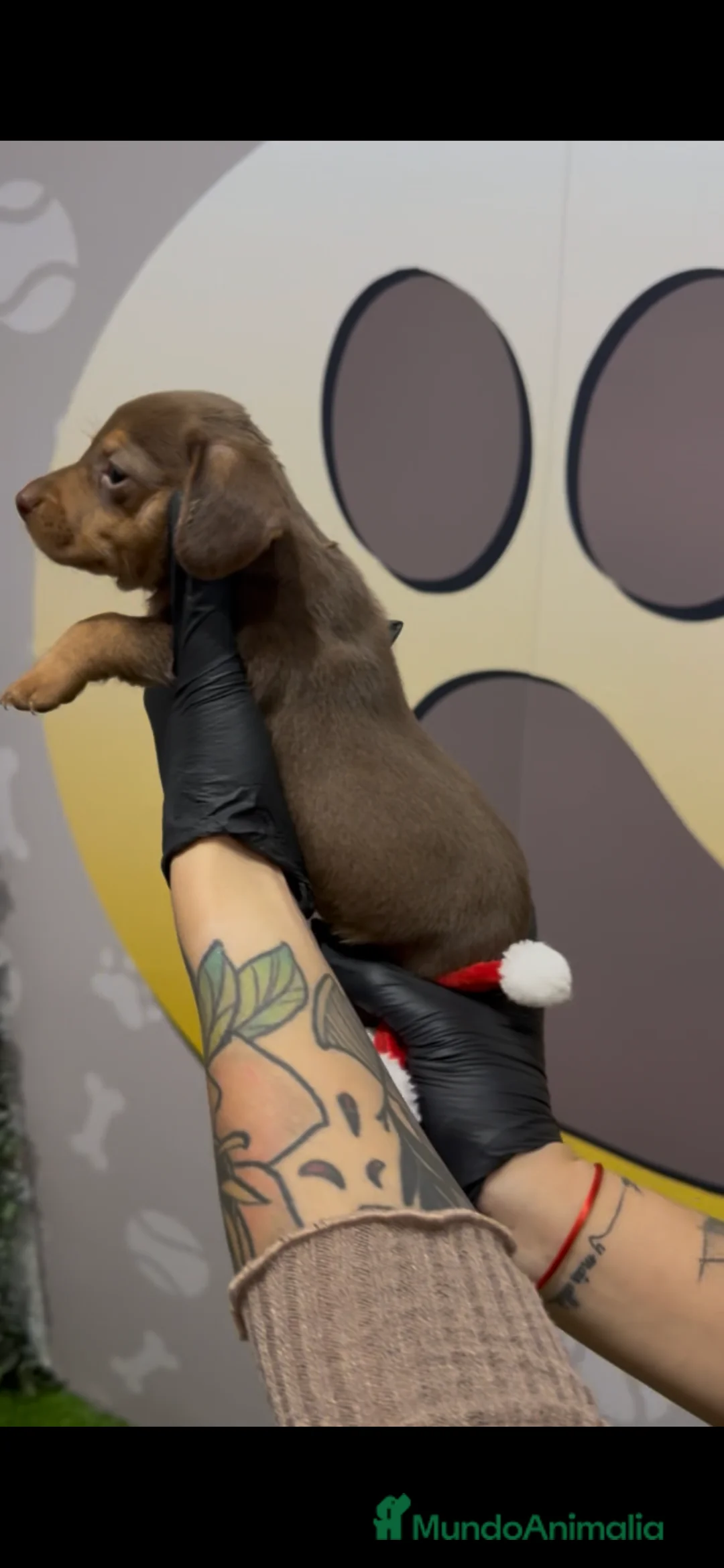 Teckel Miniatura perros en venta: Teckel mini bebé hembra chocolate - Anuncio 4