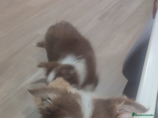 Border Collie perros Border collie - Anuncio 40