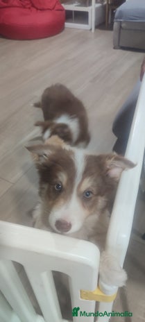 Border Collie perros Border collie - Anuncio 7