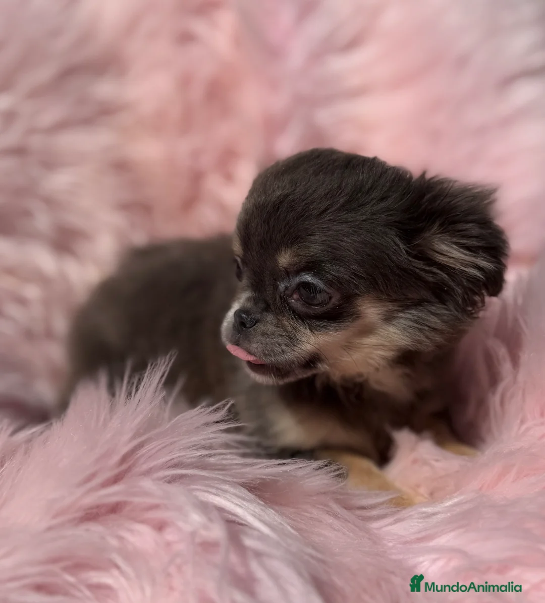 Chihuahua perros en venta: ÚLTIMA CHIHUAHUA PELO LARGO EXOTICA - Anuncio 7