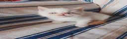 Persa gatos en venta: Gatos persas  - Anuncio 1