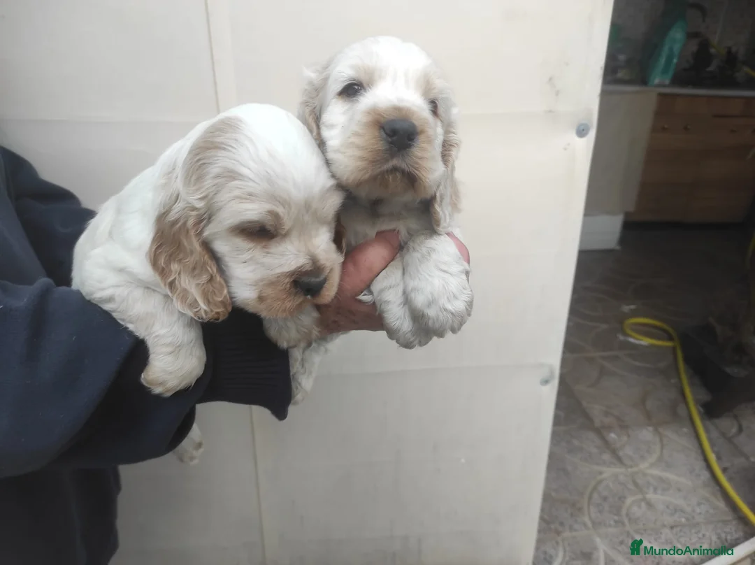 Cocker Spaniel Inglés perros en venta: Cocker Spaniel ingles  - Anuncio 2