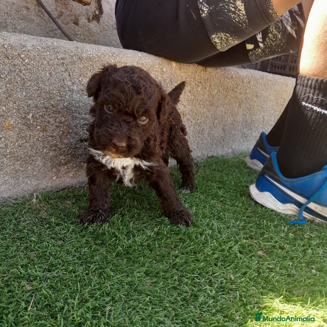 Perro de Agua Español perros en venta: PERROS DE AGUA - Imagen 7