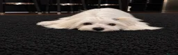 Bichón Maltés perros en venta: Bichón Maltés Toy  - Anuncio 1