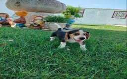 Beagle perros en venta: Beagle - Imagen 2