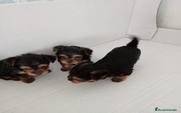 Yorkshire Terrier perros en venta: Yorkshire terrier toy  - Imagen 2