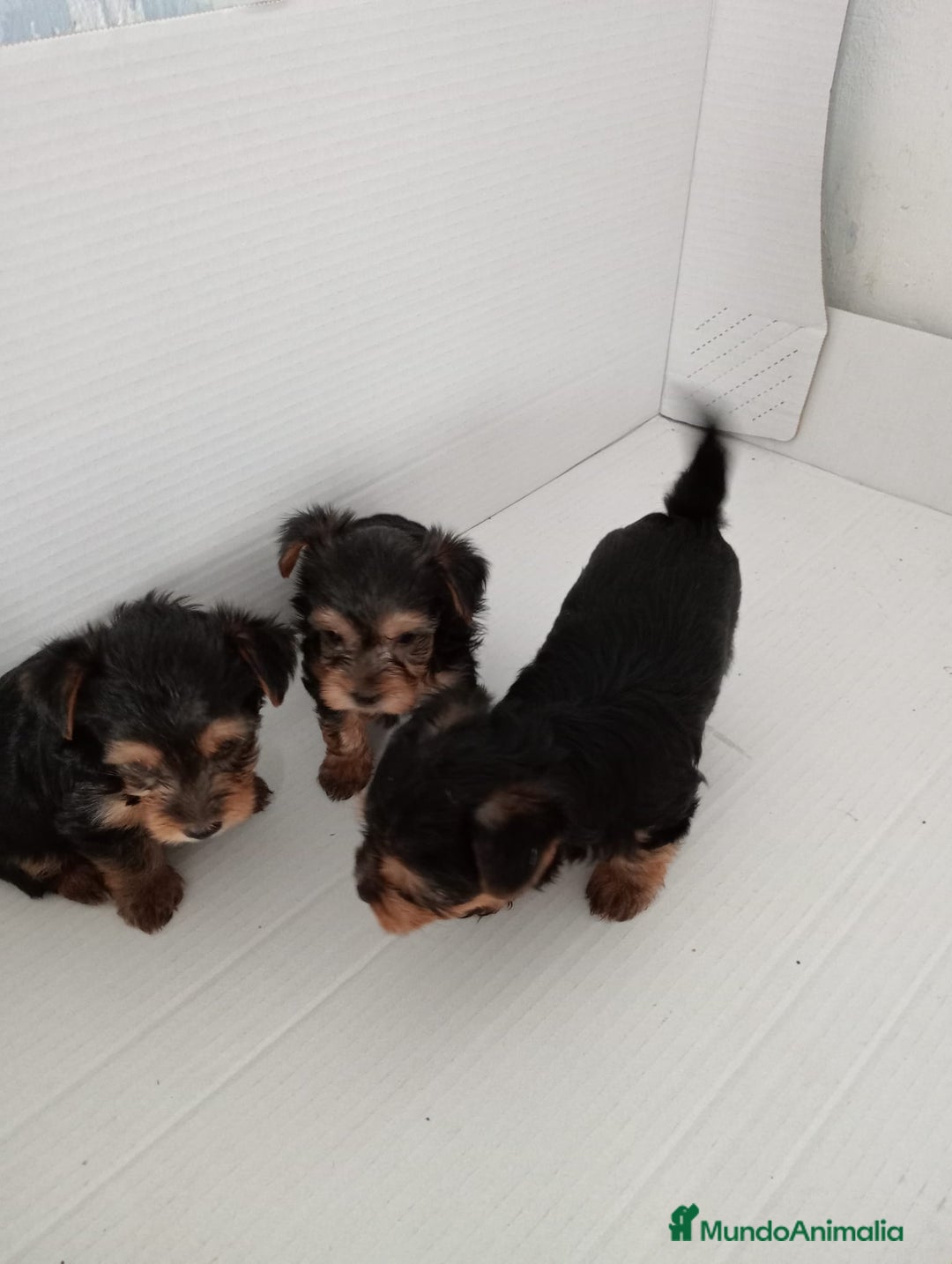 Yorkshire Terrier perros en venta: Yorkshire terrier toy  - Imagen 2