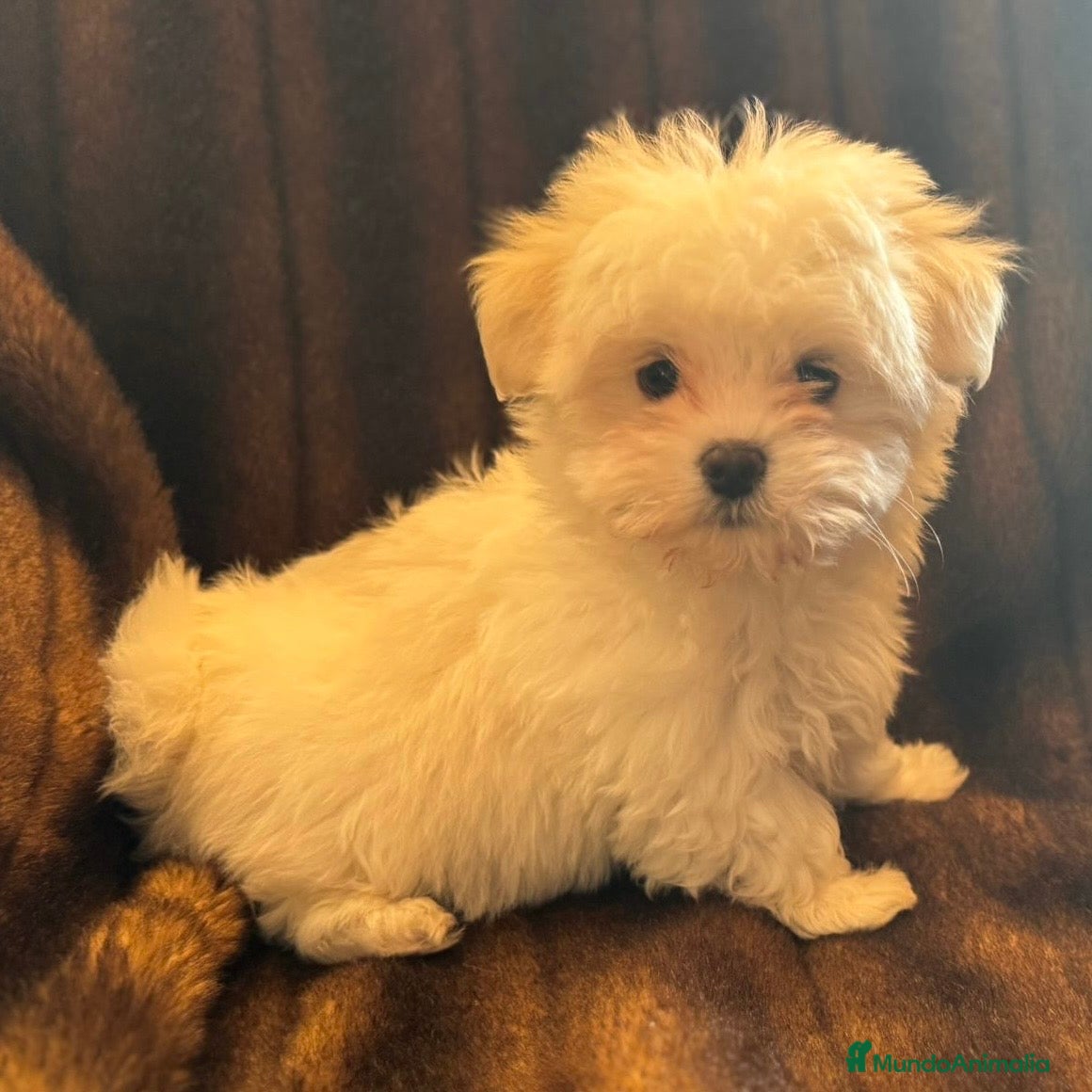 Bichón Maltés perros Bichón Maltés Línea Americana  - Anuncio 4