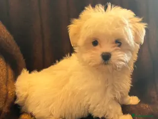 Bichón Maltés perros Bichón Maltés Línea Americana - Anuncio 4