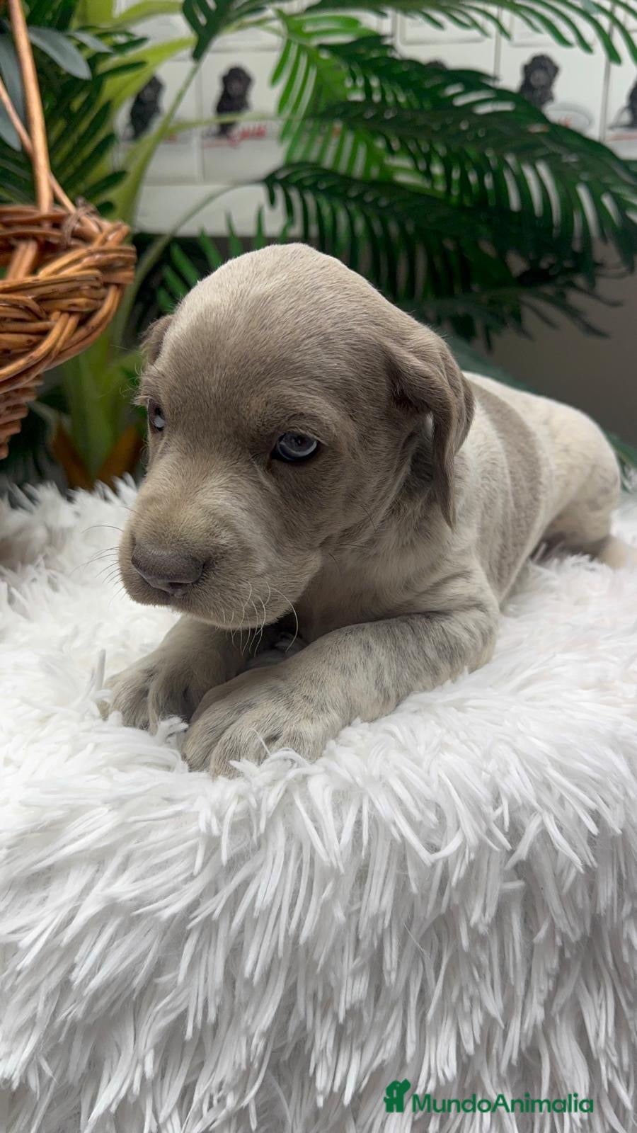 Braco Alemán de Pelo Corto perros en venta: BRACO ALEMAN - Anuncio 15