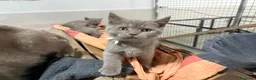 Británico de Pelo Corto gatos en venta: British Shorthair Azul y Lilac  - Anuncio 12