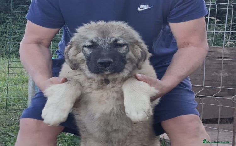 Pastor del Cáucaso perros - Anuncio 1
