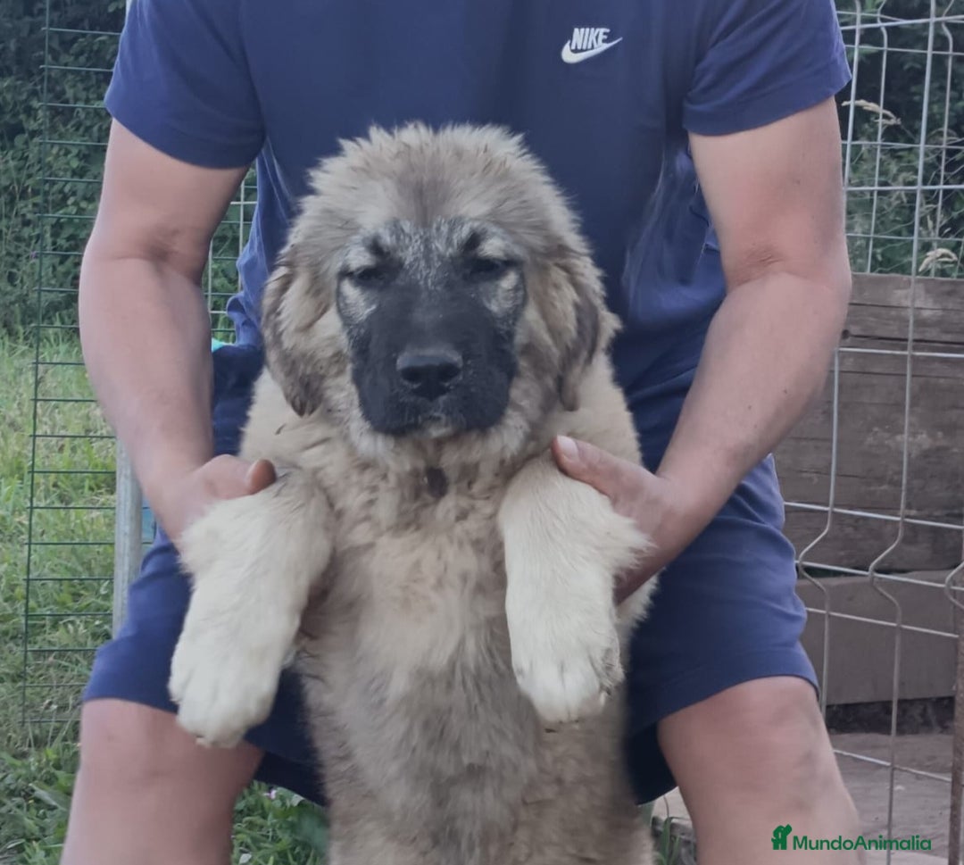 Pastor del Cáucaso perros en venta: Pastor del Cáucaso  - Imagen 1