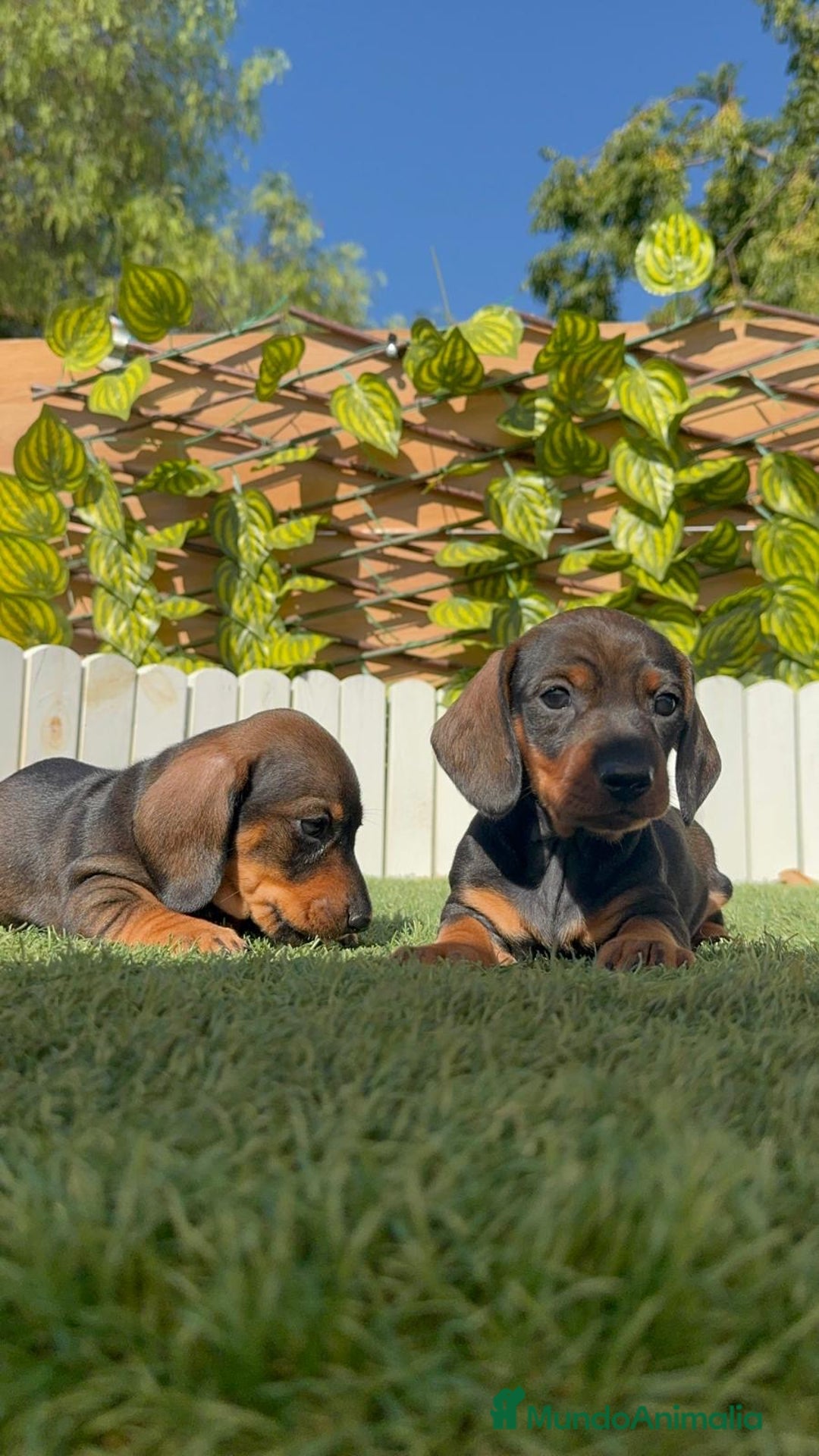 Teckel Miniatura perros en venta: TECKEL MINIATURA - Imagen 10