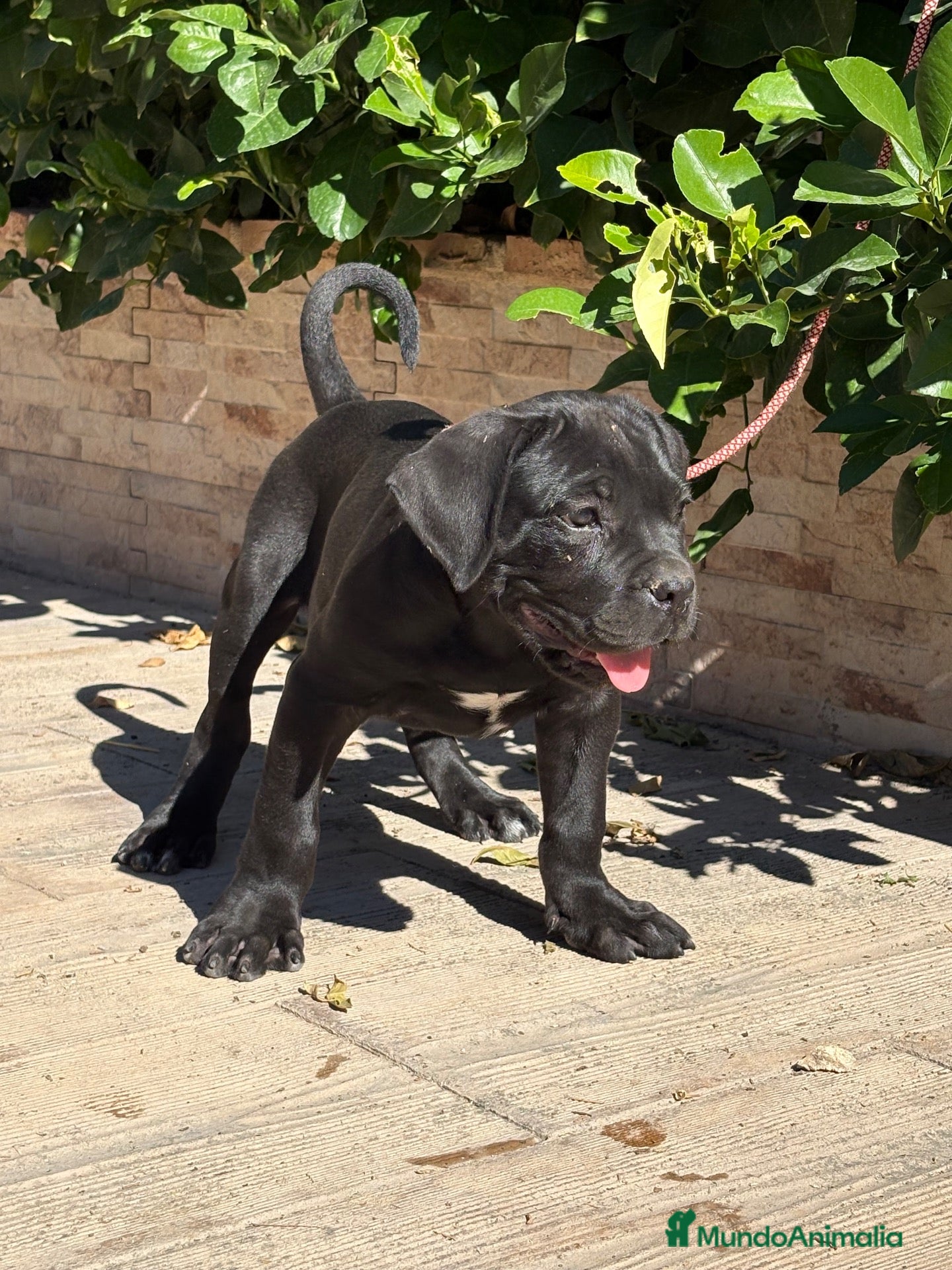 Cane Corso perros en venta: Cachorras de cane corso  - Anuncio 2