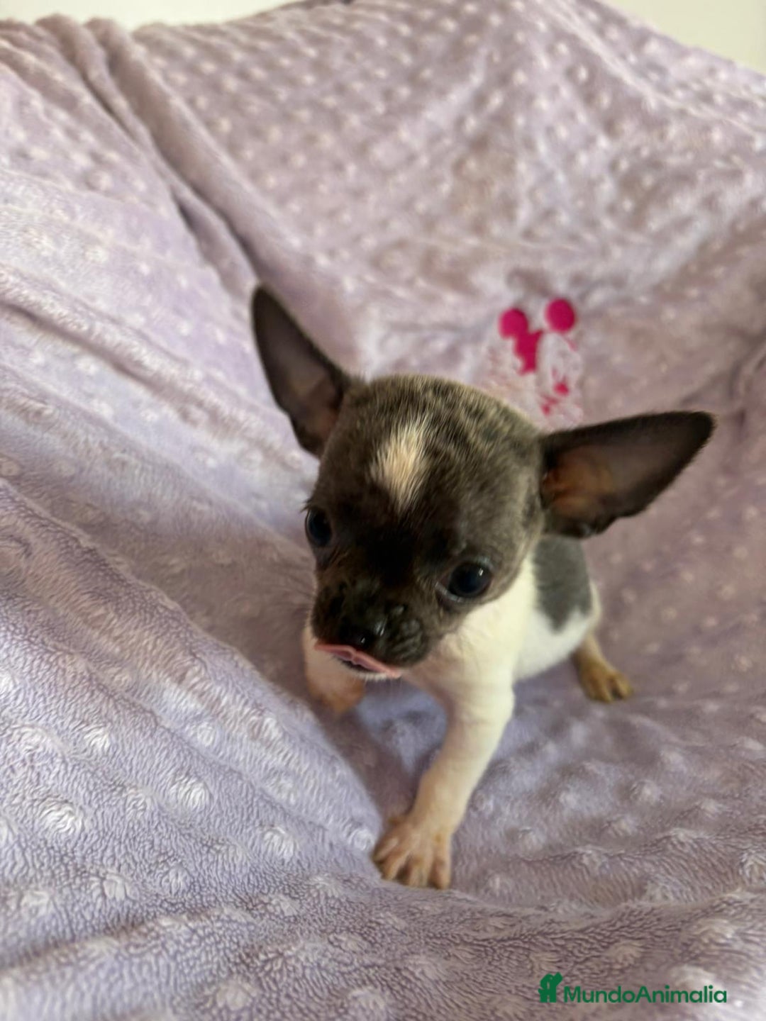 Chihuahua perros en venta: Chihuahua micro toy ruso - Imagen 5