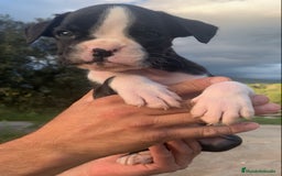 Boxer perros en venta: Cachorros BOXER - Imagen 3