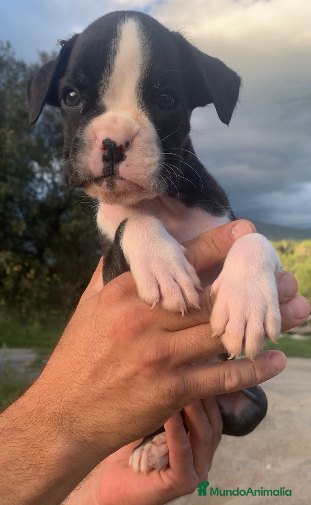 Boxer perros en venta: Cachorros BOXER - Imagen 3