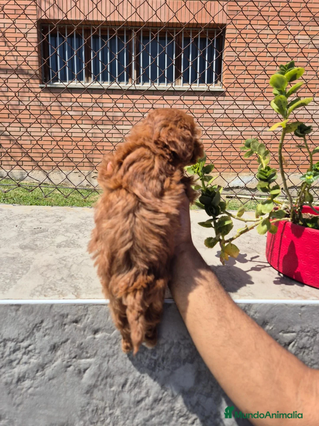Caniche Enano perros en venta: Caniche  - Anuncio 4