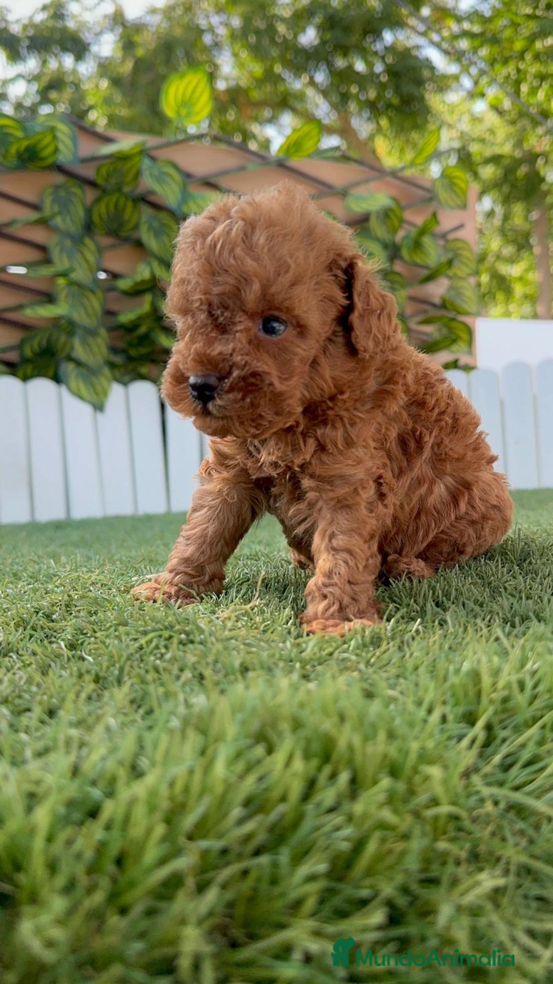Caniche Toy perros en venta: CANICHE TOY ROJO MACHO - Imagen 10