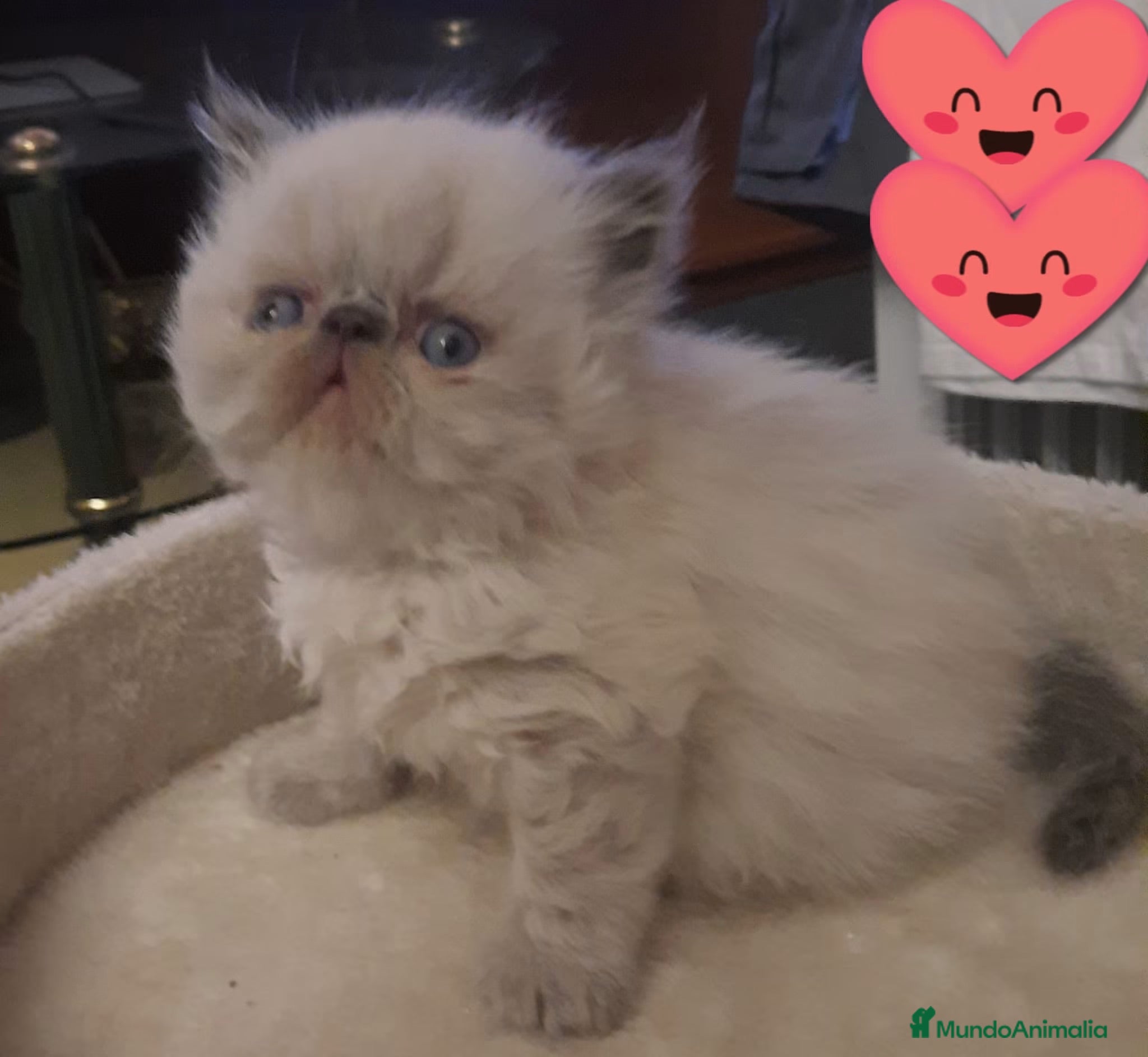Himalayo gatos GATITOS PERSAS HIMALAYOS  - Anuncio 2