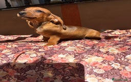 Teckel Miniatura perros en venta: Teckel miniatura  - Imagen 2