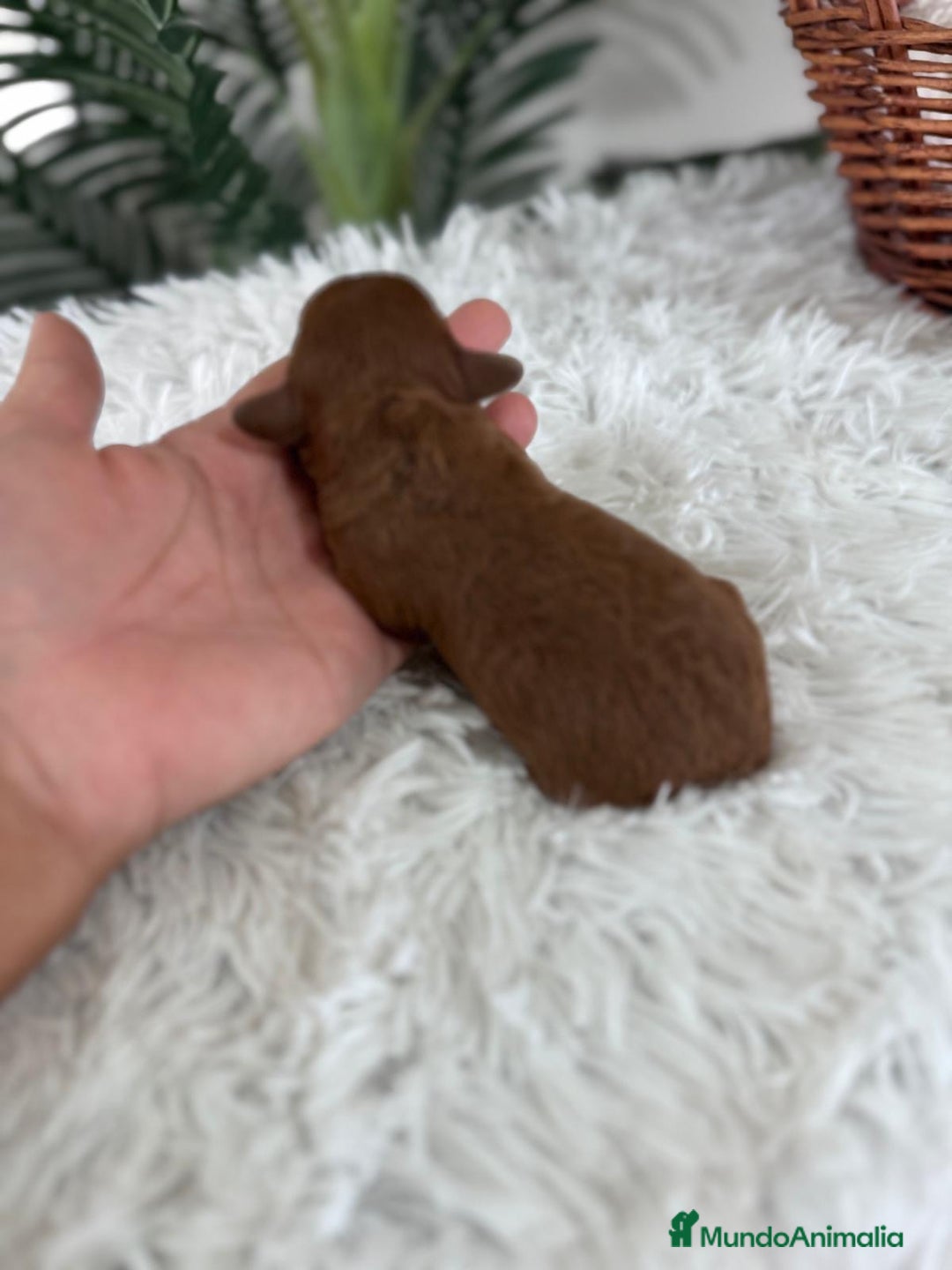 Caniche Toy perros en venta: CANICHE ROJO - Anuncio 4