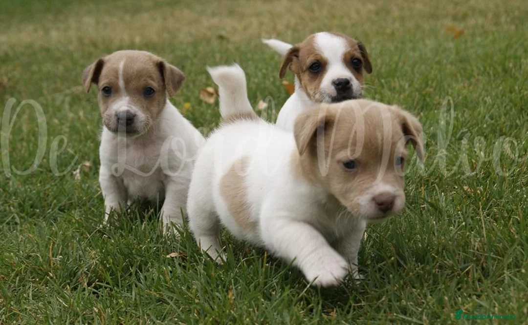 Jack Russell Terrier perros en venta: Jack Russell en Madrid - Anuncio 1