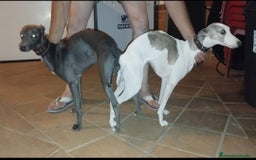 Whippet perros en venta: Whippet  - Imagen 7