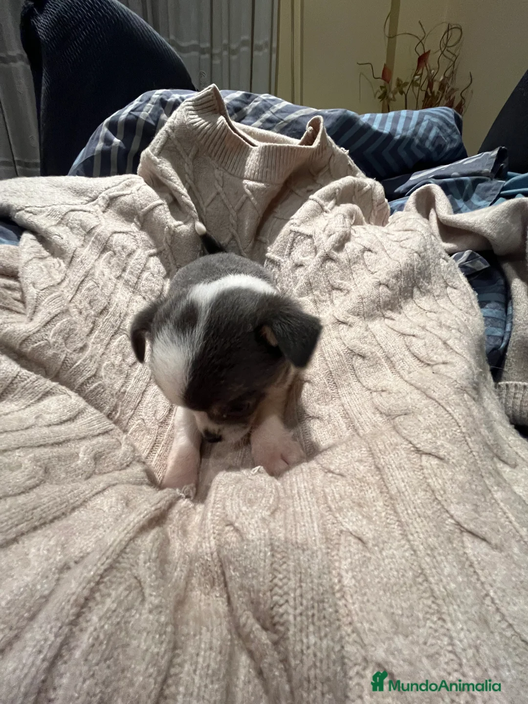 Chihuahua perros en venta: Macho blue - Anuncio 9