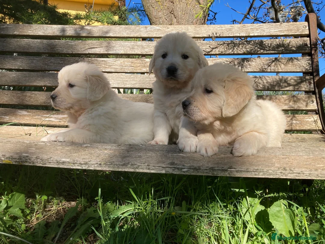 Golden Retriever perros en venta: Bebés de Golden retriever - Anuncio 4