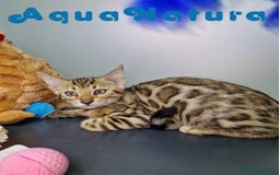 Bengalí gatos en venta: Bengali Hembra 4606 AQUANATURA - Imagen 3