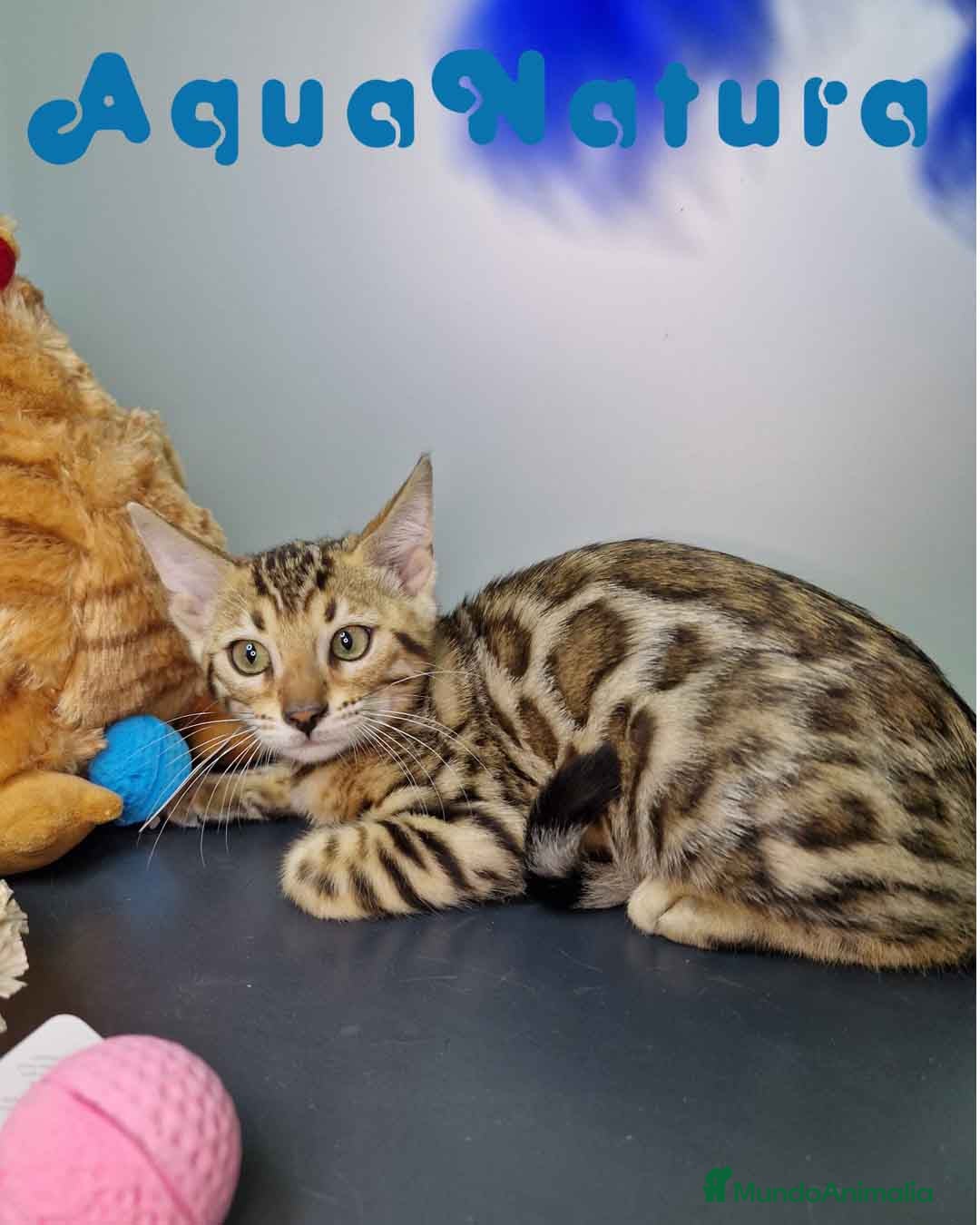 Bengalí gatos en venta: Bengali Hembra 4606 AQUANATURA - Imagen 3
