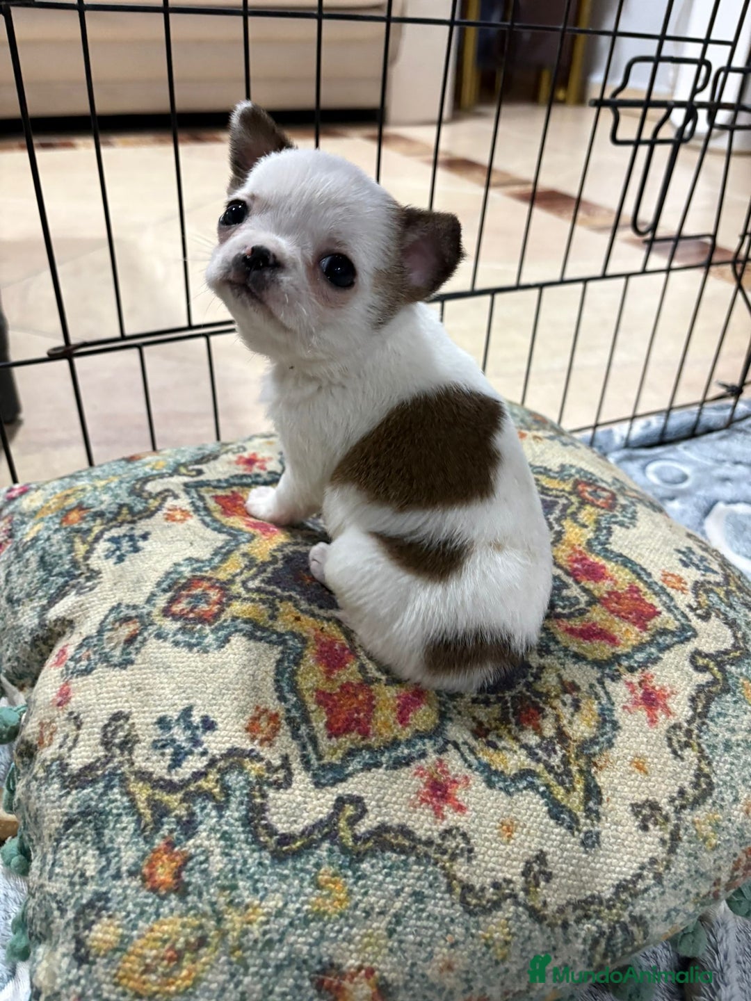 Chihuahua perros en venta: Chihuahua mini toy tricolor  - Anuncio 16